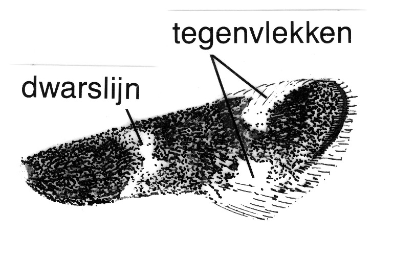 Voorvleugel van Elachista albifrontella (Elachistidae).